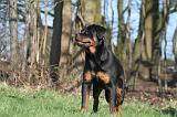 ROTTWEILER 524